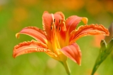 A Sneak Peek from the ‘National Geographic Backyard Guide to Edible Wild Plants’ – Herbal Academy